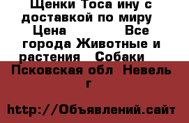 Щенки Тоса-ину с доставкой по миру › Цена ­ 68 000 - Все города Животные и растения » Собаки   . Псковская обл.,Невель г.